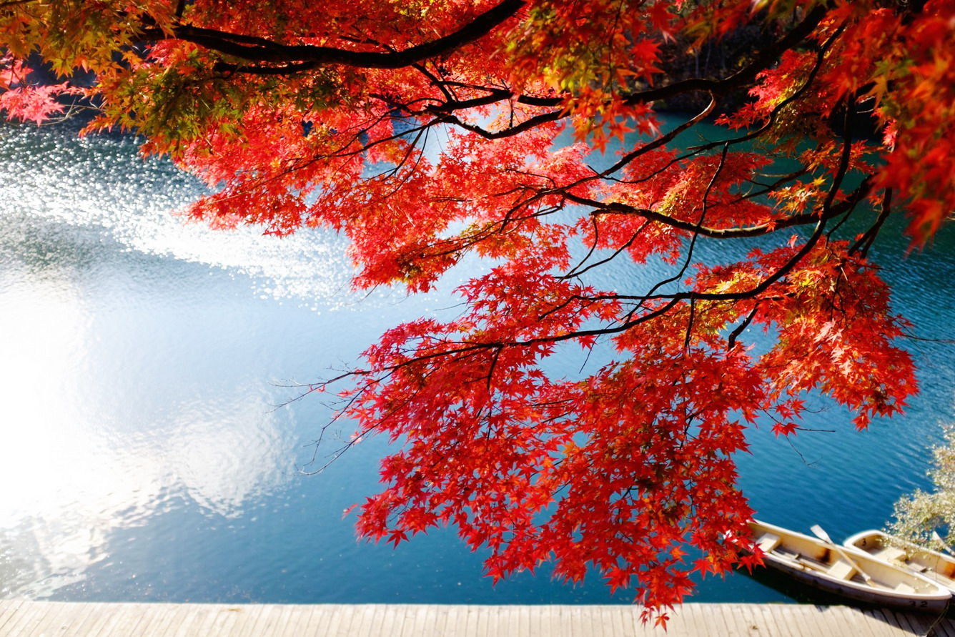 Du lịch Nhật Bản - Mùa lá đỏ Nhật Bản là một điểm đến du lịch hấp dẫn, đặc biệt vào mùa thu với những cánh rừng lá đỏ tuyệt đẹp. Hãy trải nghiệm những chuyến đi trong không gian mùa lá đỏ và chìm đắm trong cảnh sắc ngoạn mục của thiên nhiên.
