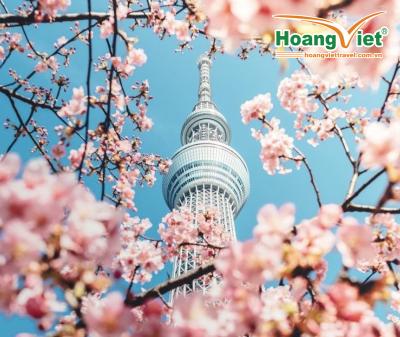 KHÁM PHÁ NHẬT BẢN MÙA HOA ANH ĐÀO 2026 HÀ NỘI – OSAKA – KOBE – KYOTO – NAGOYA – NÚI PHÚ SĨ – TOKYO – HÀ NỘI BAY VIETNAM AIRLINES