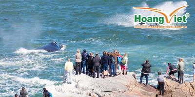 CHƯƠNG TRÌNH NAM PHI HẤP DẪN NHẤT 2025 KHÁM PHÁ NAM PHI MÙA PHƯỢNG TÍM  DU THUYỀN XEM CÁ VOI BAY SINGAPORE AIRLINES 