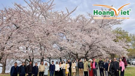 Tour Mỹ Mùa Hoa Anh Đào – Hành Trình Liên Tuyến Đông Tây Đáng Trải Nghiệm Nhất