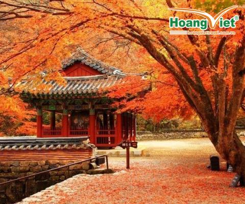  Kinh nghiệm đi du lịch Nhật Bản - hoangviettravel