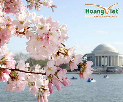 CHÀO ĐÓN MÙA HOA ANH ĐÀO LIÊN TUYẾN ĐÔNG TÂY HOA KỲ 2026 BAY CHINA AIRLINES 