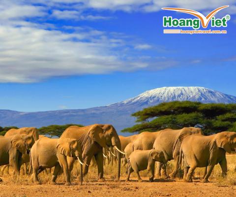 CHƯƠNG TRÌNH TOUR ĐỘC LẠ: DU LỊCH TRUNG ĐÔNG & SAFARI CHÂU PHI QATAR - KENYA- TANZANIA 