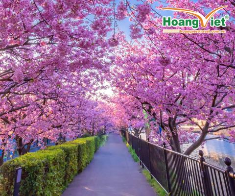 CUNG ĐƯỜNG VÀNG 2026 - RỰC RỠ SẮC HOA ANH ĐÀO  NARA – OSAKA – KYOTO – PHÚ SĨ – TOKYO NO SHOPPING