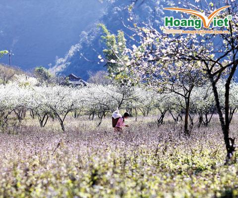 DU LỊCH TÂY BẮC MÙA HOA BAN