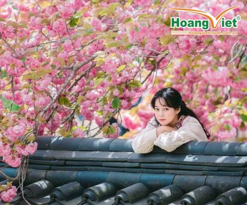 KHÁM PHÁ HÀN QUỐC MÙA HOA ANH ĐÀO : HÀ NỘI - BUSAN - SEOUL - ĐẢO NAMI - INCHEON - NGẮM HOA ANH ĐÀO  TRẢI NGHIỆM TÀU CAO TỐC KTX TUYẾN BUSAN - SEOUL BAY VIETJET AIR 