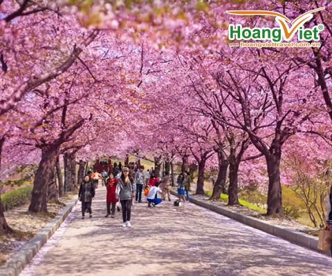 KHÁM PHÁ HÀN QUÔC MÙA HOA ANH ĐÀO SEOUL- NAMI - EVERLAND – CÔNG VIÊN YEOUIDO - RỪNG SEOUL BAY VIETNAM AIRLINES ( TỐI - SÁNG ) 