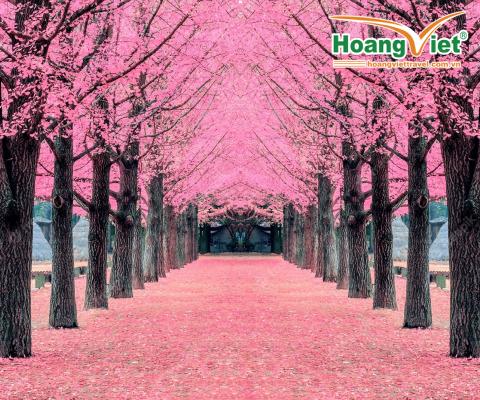 KHÁM PHÁ MÙA HOA ANH ĐÀO SEOUL-BUSAN HÀ NỘI – SEOUL –NAMI- BUSAN- TÀU ĐIỆN- LÀNG VĂN HÓA GAMCHEON- NGẮM HOA ANH ĐÀO BAY VIETJET AIR