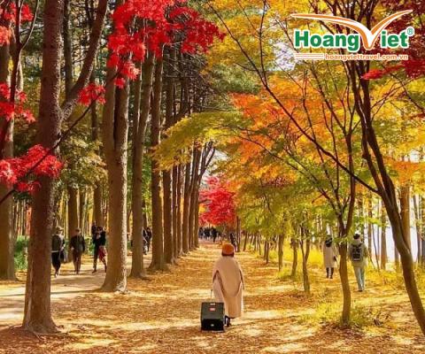 KHÁM PHÁ MÙA THU HÀN QUỐC HÀ NỘI – BUSAN – GYEONGJU – SEOUL – ĐẢO NAMI – TÀU ĐIỆN – CỎ HỒNG MUHLY BAY VIETNAM AIRLINES 