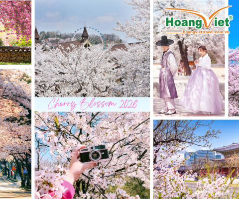 KHÁM PHÁ XỨ SỞ KIM CHI HÀN QUỐC MÙA HOA ANH ĐÀO 2026: SEOUL - NAMI - EVERLAND – NGẮM HOA ANH ĐÀO CÔNG VIÊN YEOUIDO - RỪNG SEOUL (TỐI - TỐI)