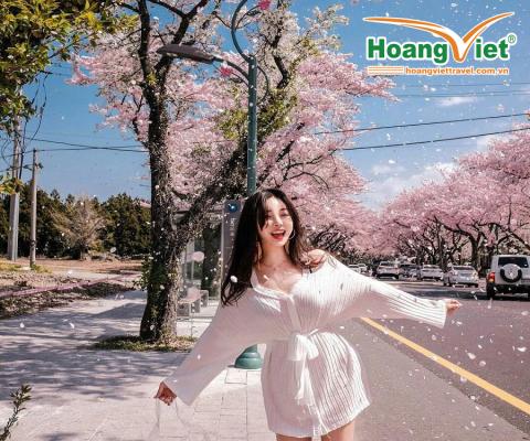KHÁM PHÁ XỨ SỞ KIM CHI HÀN QUỐC MÙA HOA ANH ĐÀO NĂM 2026 - BAY  VIETNAM AIRLINES