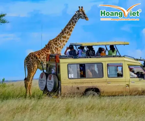 MỘT QUỐC GIA, HAI THẾ GIỚI HOANG DÃ TRỌN BỘ SAFARI TRONG MỘT ĐIỂM ĐẾN! CHƯƠNG TRÌNH NAM PHI  HẤP DẪN NHẤT 2026 HÀ NỘI – JOHANNESBURG – PRETORIA – GAME LODGE – CAPE TOWN – HÀ NỘI BAY SINGAPORE AIRLINES