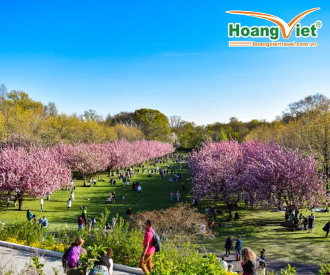 MÙA HOA ANH ĐÀO LIÊN TUYẾN TÂY ĐÔNG HOA KỲ 2026 BAY EVA AIRWAYS 5*