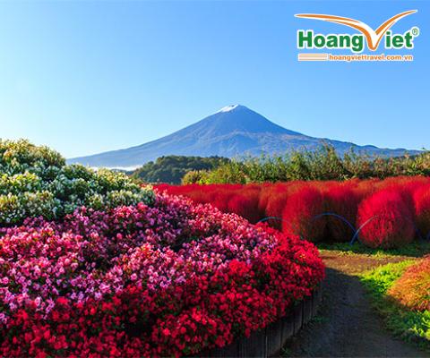 RỰC RỠ SẮC XUÂN  VIỆT NAM - SAKURA - NHẬT BẢN - VIỆT NAM