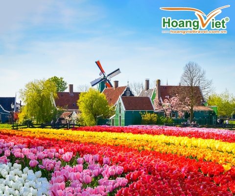 THƯỞNG THỨC LỄ HỘI HOA KEUKENHOF 2025 ĐỨC – HÀ LAN – BỈ - LUXEMBOURG PHÁP