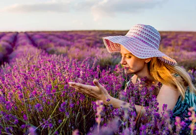 Du lịch Châu Âu mùa hoa oải hương - Hoàng Việt Travel