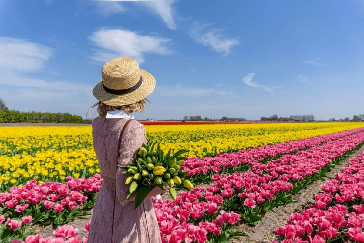 Du lịch Hà Lan mùa hoa tulip - hoàng việt travel