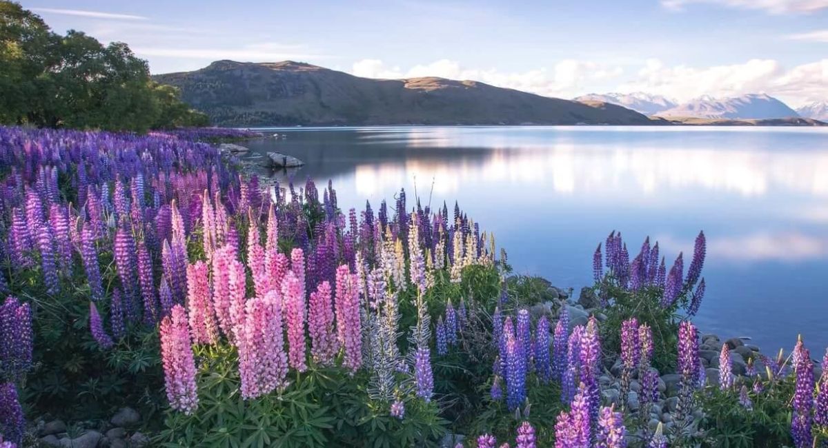 du lịch New Zealand - Hoàng Việt Travel