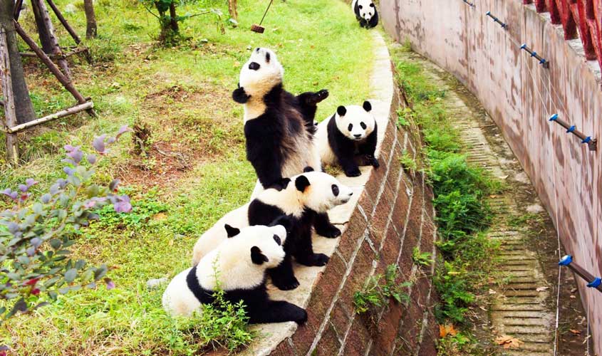 Khu nghiên Cứu Bảo Tồn Gấu Trúc Đô Giang Yển