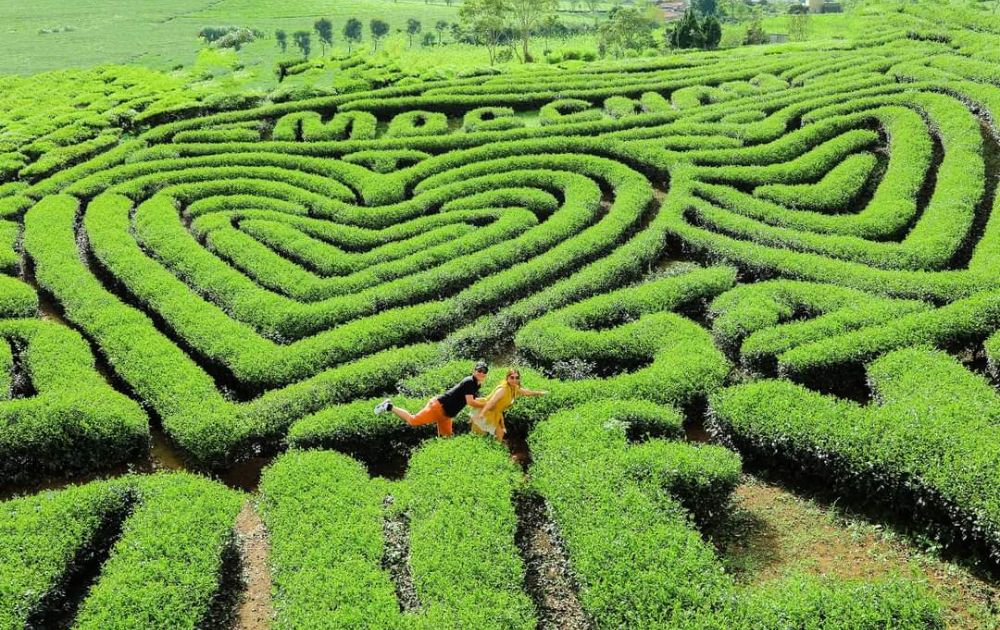 Tham quan đồi Chè Mộc Châu