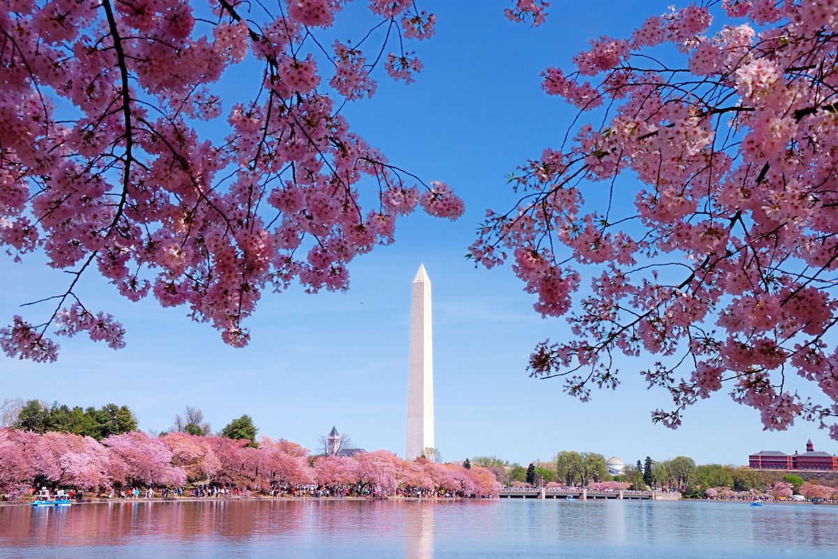 Cherry Blossom Festival 2016 Updates 