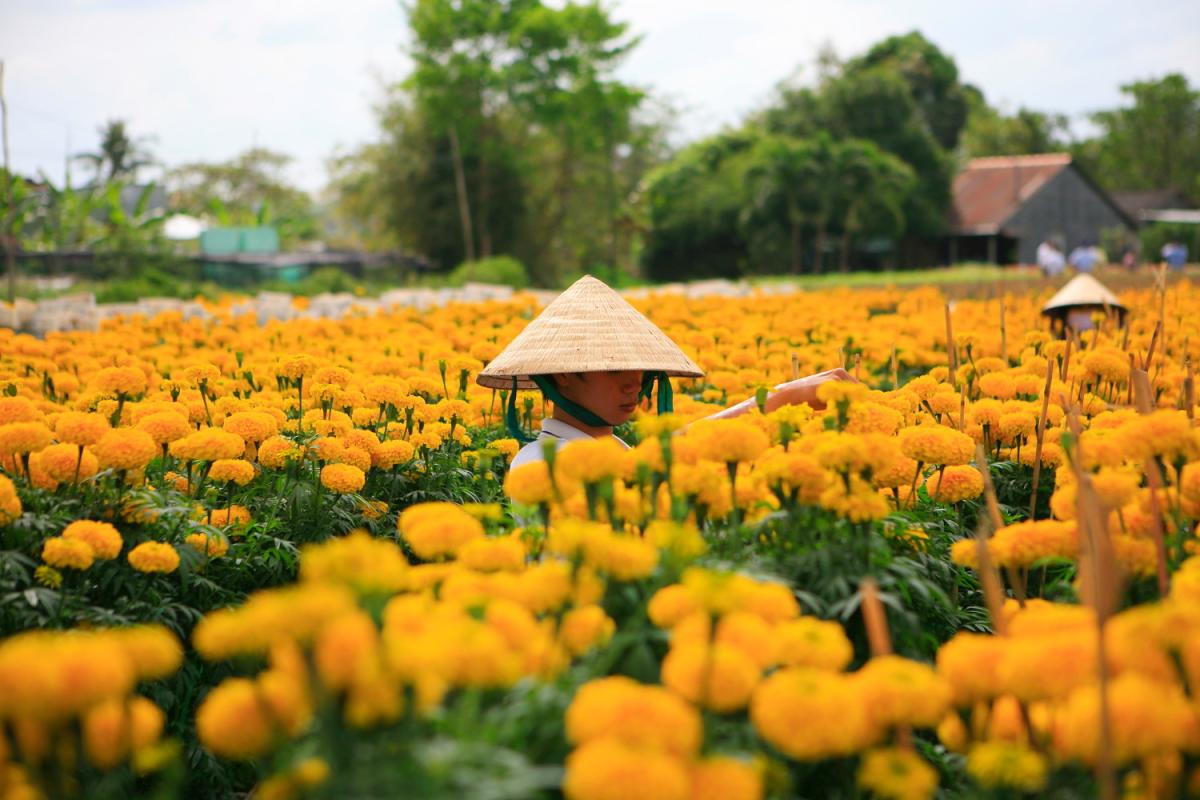 Làng Hoa Sa Đéc Đồng Tháp - Hướng dẫn du lịch Làng Hoa Sa Đéc