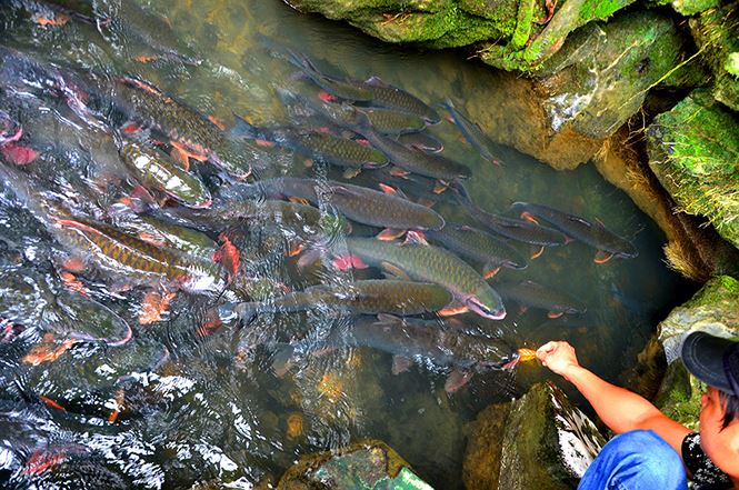 Kinh nghiệm du lịch Suối Cá Thần Cẩm Lương (Thanh Hóa) cho cặp đôi