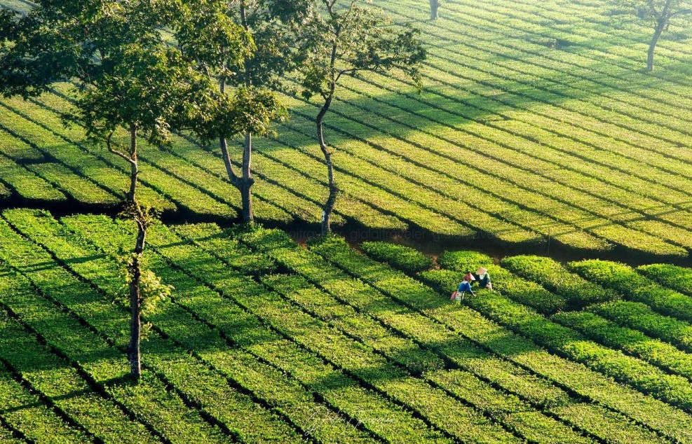 Biển Hồ Chè – sắc xanh đầy sức sống giữa lòng cao nguyên