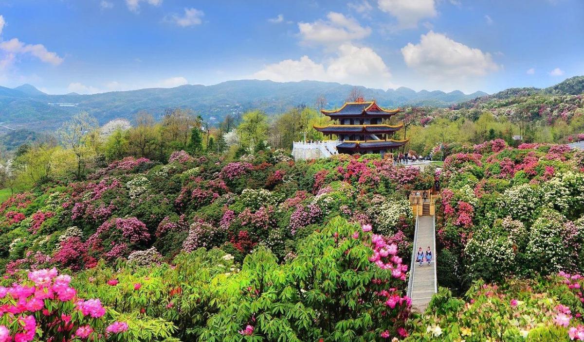 Đỗ quyên vạn dặm khoe sắc ở Bạch Lý, Quý Châu