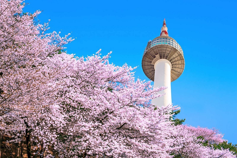 tháp namsan mùa hoa anh đào