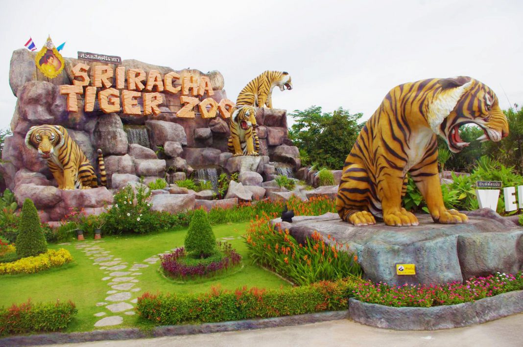 Tour du lich Thai Lan Hoang Viet Travel - Công viên Sriracha Tiger Zoo