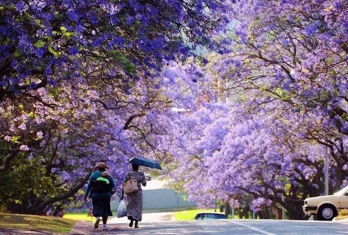 Trải nghiệm du lịch Nam Phi mùa phượng tím - Hoàng Việt Travel