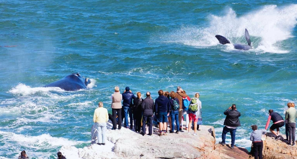 Trải nghiệm ngắm cá voi - Hoàng Việt Travel